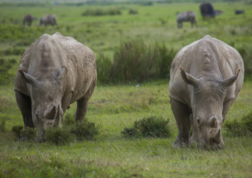 Black rhinos (diceros bicornis), Nakuru district of the rift valley province, Nakuru, Kenya