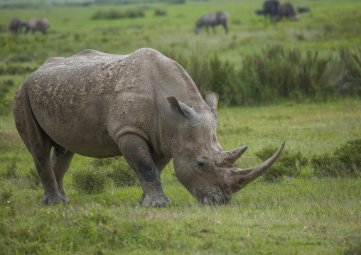 Black rhinos (diceros bicornis), Nakuru district of the rift valley province, Nakuru, Kenya