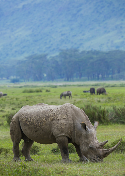 A black rhino (diceros bicornis) eats grass, Nakuru district of the rift valley province, Nakuru, Kenya
