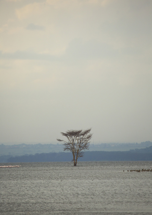 Acacia trees emerge from the surface of a flooded area, Nakuru district of the rift valley province, Nakuru, Kenya