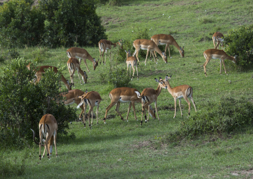 Impala (aepyceros melampus), Rift valley province, Maasai mara, Kenya