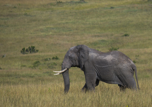 African elephant (loxodonta africana), Rift valley province, Maasai mara, Kenya