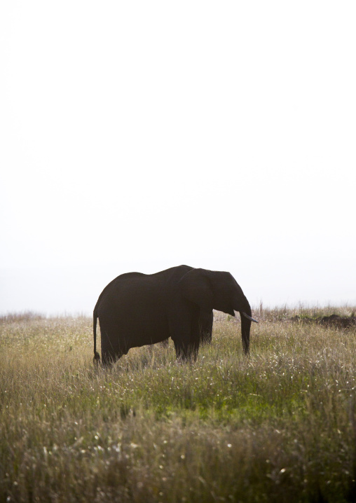 African elephant (loxodonta africana), Rift valley province, Maasai mara, Kenya