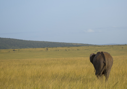 African elephant (loxodonta africana), Rift valley province, Maasai mara, Kenya
