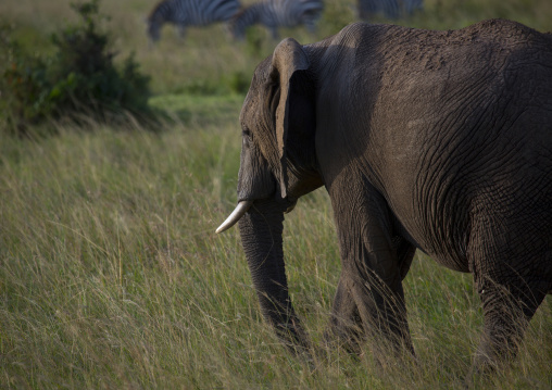 African elephant (loxodonta africana), Rift valley province, Maasai mara, Kenya