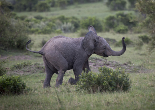 Baby african elephant (loxodonta africana) running, Rift valley province, Maasai mara, Kenya