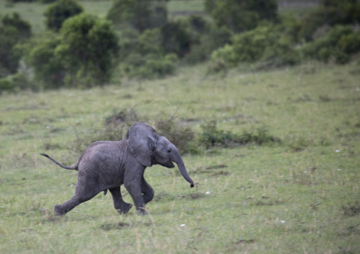 Baby african elephant (loxodonta africana) running, Rift valley province, Maasai mara, Kenya