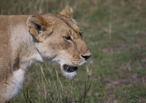Young lion (panthera leo) hunting, Rift valley province, Maasai mara, Kenya