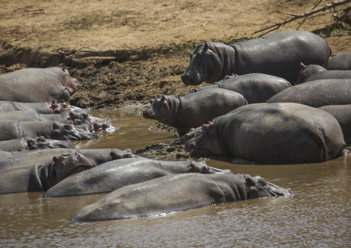 Hippopotamus amphibius in a river, Rift valley province, Maasai mara, Kenya