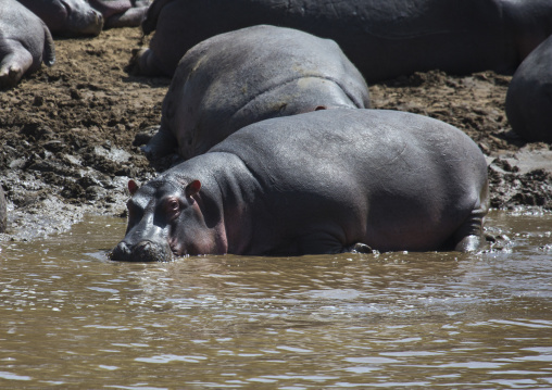 Hippopotamus amphibius in a river, Rift valley province, Maasai mara, Kenya