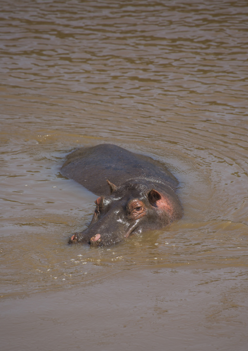 Hippopotamus amphibius in a river, Rift valley province, Maasai mara, Kenya