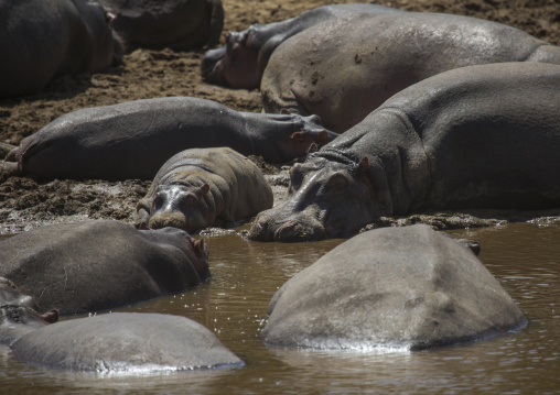 Hippopotamus amphibius in a river, Rift valley province, Maasai mara, Kenya