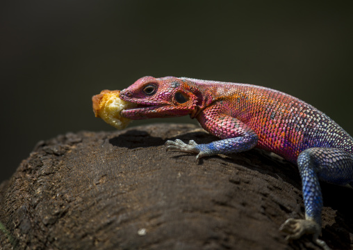 Agama (agama agama) eating bread, Rift valley province, Maasai mara, Kenya