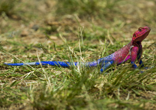 Agama (agama agama), Rift valley province, Maasai mara, Kenya