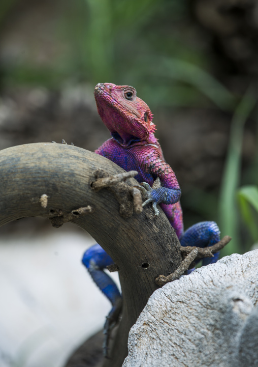 Agama (agama agama) on a buffalo skull, Rift valley province, Maasai mara, Kenya