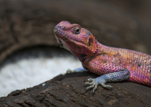 Agama (agama agama), Rift valley province, Maasai mara, Kenya