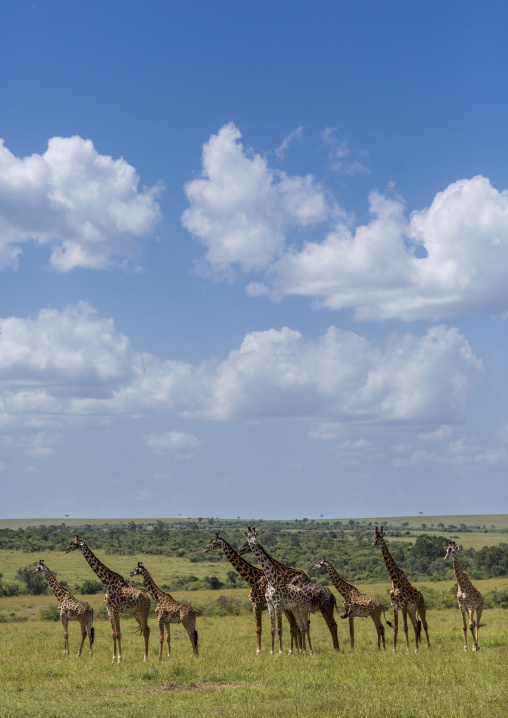 Group of giraffes (giraffa camelopardalis), Rift valley province, Maasai mara, Kenya