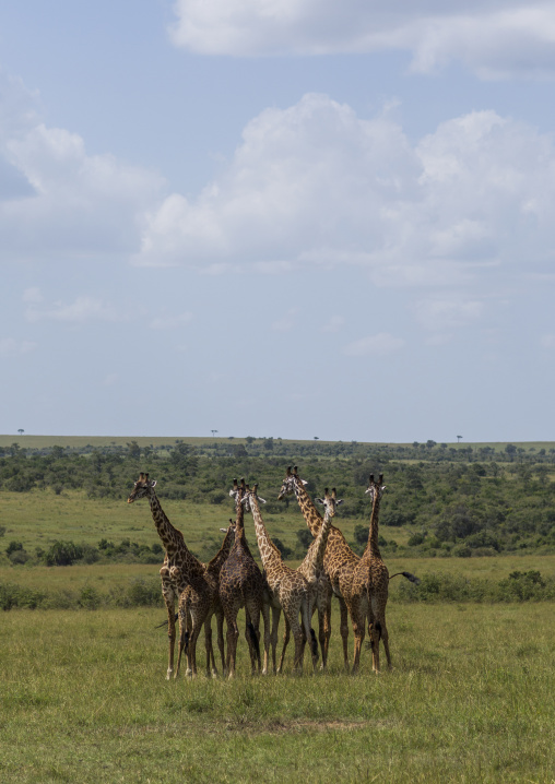 Group of giraffes (giraffa camelopardalis), Rift valley province, Maasai mara, Kenya