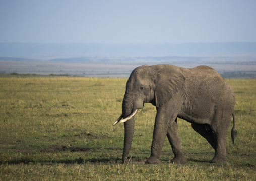 African elephant (loxodonta africana), Rift valley province, Maasai mara, Kenya