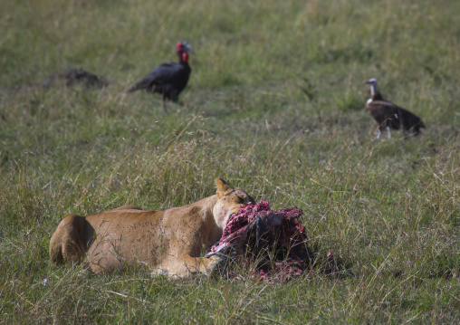 Lioness (panthera leo) eating a wildbeest, Rift valley province, Maasai mara, Kenya