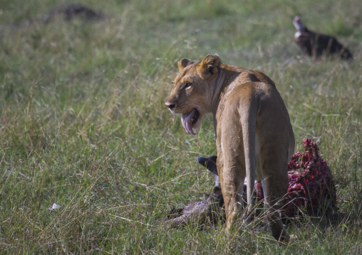 Lioness (panthera leo) eating a wildbeest, Rift valley province, Maasai mara, Kenya