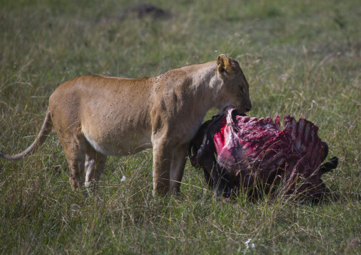 Lioness (panthera leo) eating a wildbeest, Rift valley province, Maasai mara, Kenya