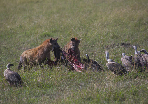 Spotted hyena eating a wildebeest, Rift valley province, Maasai mara, Kenya