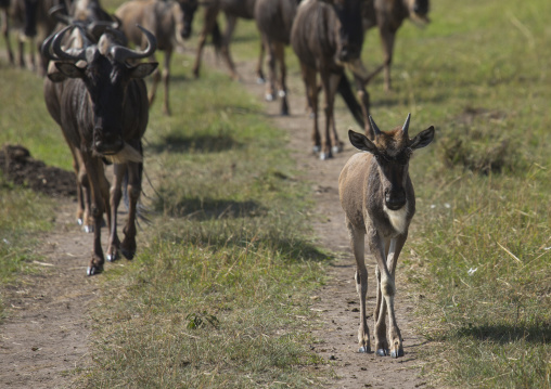 Young black wildebeest (connochaetes gnou), Rift valley province, Maasai mara, Kenya