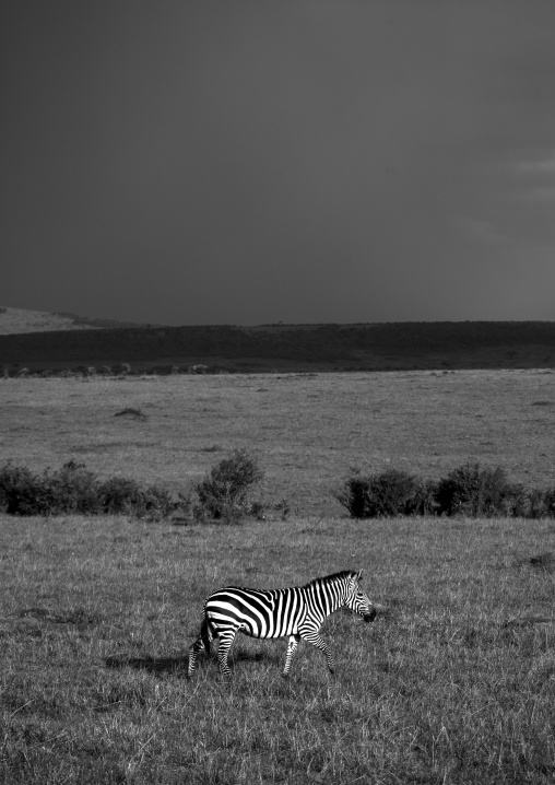 Burchells zebra (equus burchellii), Rift valley province, Maasai mara, Kenya