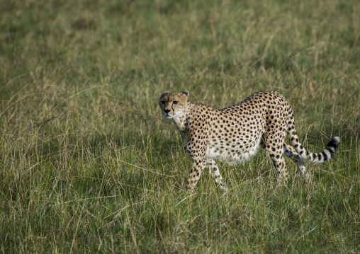 Cheetah (acinonyx jubatus) walking in the grass, Rift valley province, Maasai mara, Kenya