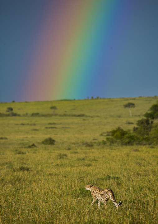 Cheetah (acinonyx jubatus) in front of a rainbow, Rift valley province, Maasai mara, Kenya