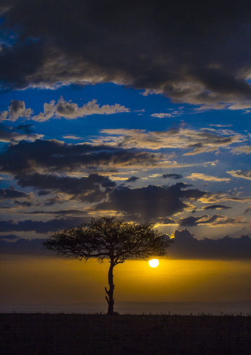 Umbrella thorn acacia at sunset, Rift valley province, Maasai mara, Kenya