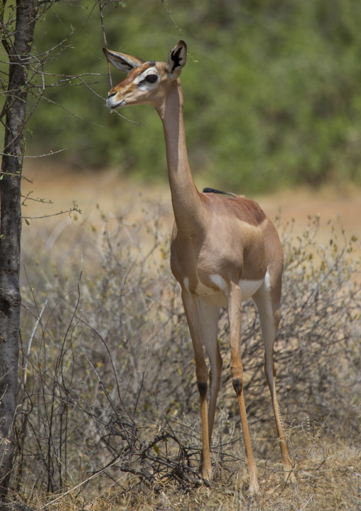 Gerenuk (litocranius walleri), Samburu county, Samburu national reserve, Kenya