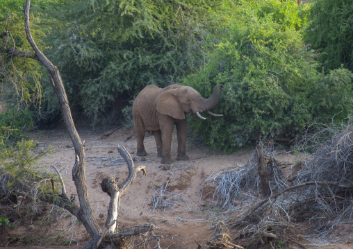 African elephant (loxodonta africana) eating grass, Samburu county, Samburu national reserve, Kenya