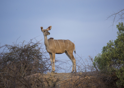Great kudu female (tragelaphus strepsiceros), Samburu county, Samburu national reserve, Kenya