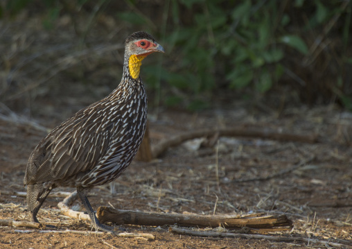 Yellow-necked francolin (pternistis leucoscepus), Samburu county, Samburu national reserve, Kenya