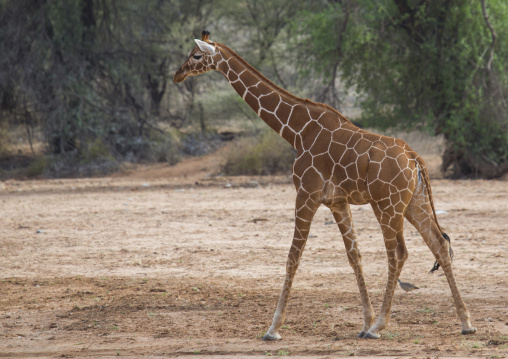 Reticulated giraffe, Samburu county, Samburu national reserve, Kenya