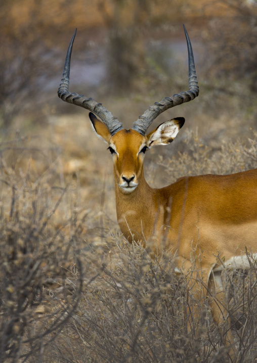 Male impala (aepyceros melampus), Samburu county, Samburu national reserve, Kenya