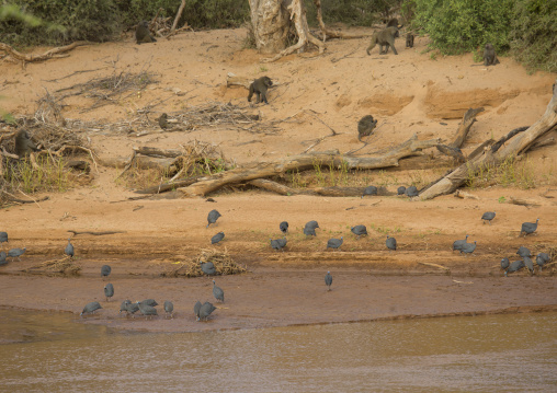 Banks of a river, Samburu county, Samburu national reserve, Kenya