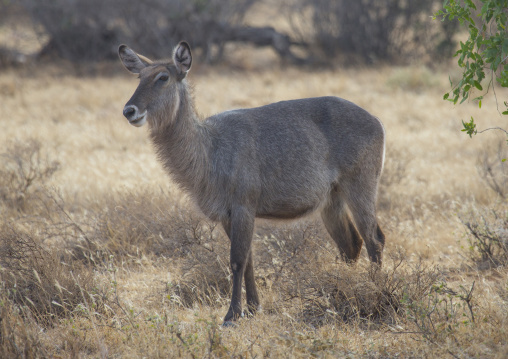 Female defassa waterbuck, Samburu county, Samburu national reserve, Kenya