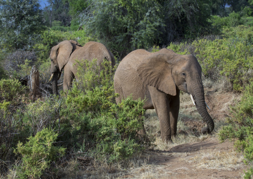 African elephants (loxodonta africana), Samburu county, Samburu national reserve, Kenya