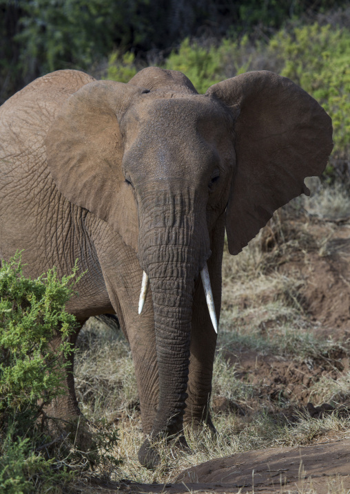 African elephant (loxodonta africana), Samburu county, Samburu national reserve, Kenya