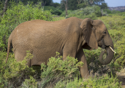 African elephant (loxodonta africana) eating grass, Samburu county, Samburu national reserve, Kenya