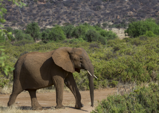 African elephant (loxodonta africana), Samburu county, Samburu national reserve, Kenya