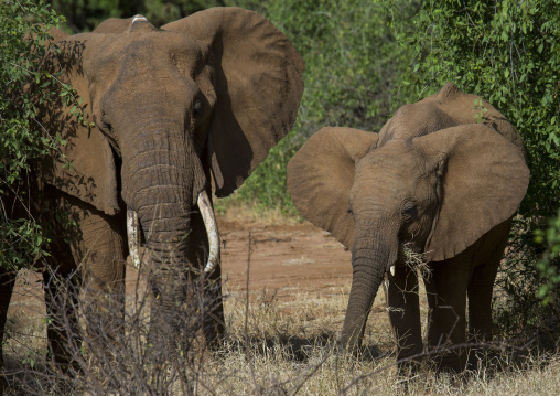 African elephants (loxodonta africana), Samburu county, Samburu national reserve, Kenya