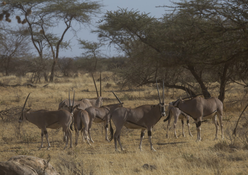 Beisa gemsboks (oryx gazella beisa), Samburu county, Samburu national reserve, Kenya