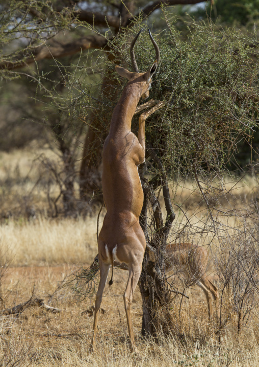 Gerenuk (litocranius walleri) browsing, Samburu county, Samburu national reserve, Kenya