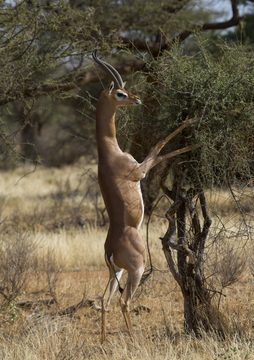 Gerenuk (litocranius walleri) browsing, Samburu county, Samburu national reserve, Kenya