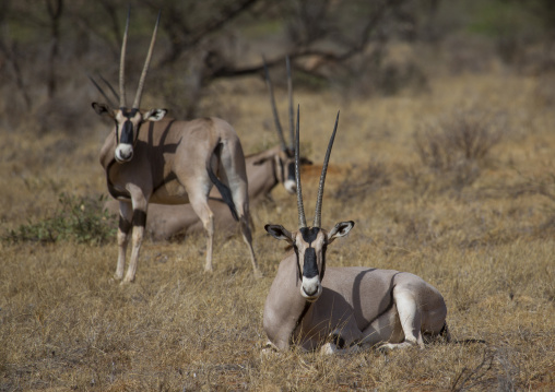 Beisa gemsbok (oryx gazella beisa), Samburu county, Samburu national reserve, Kenya