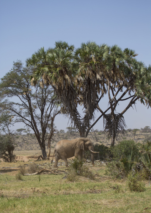 African elephant (loxodonta africana), Samburu county, Samburu national reserve, Kenya